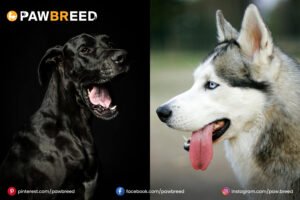 great-dane-mixed-with-husky