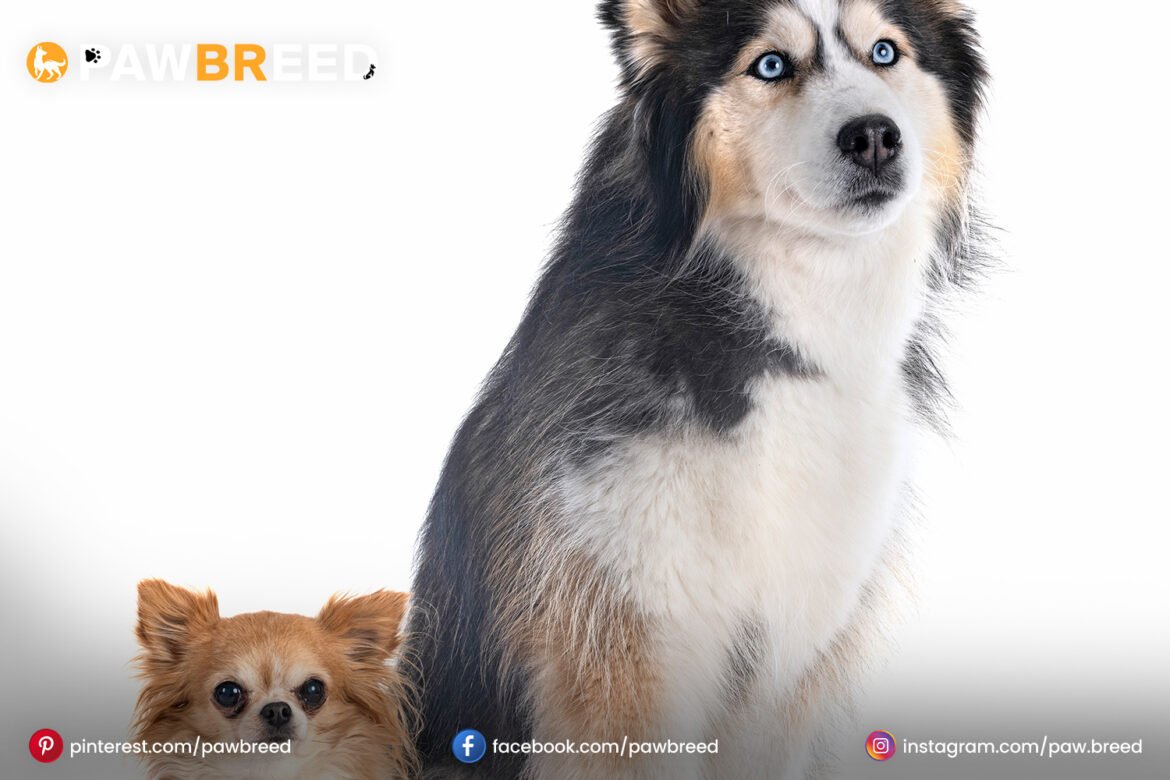 siberian husky and chihuahua mix siberian-husky-and-chihuahua-mix