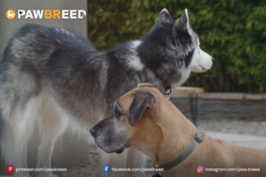 great-dane-mixed-with-husky