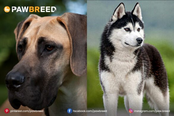 husky-dane-mix