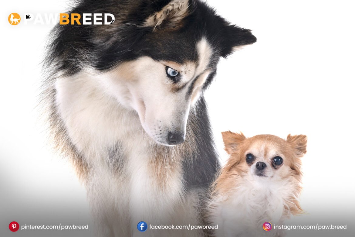 siberian husky and chihuahua mix siberian-husky-andchihuahua-mix