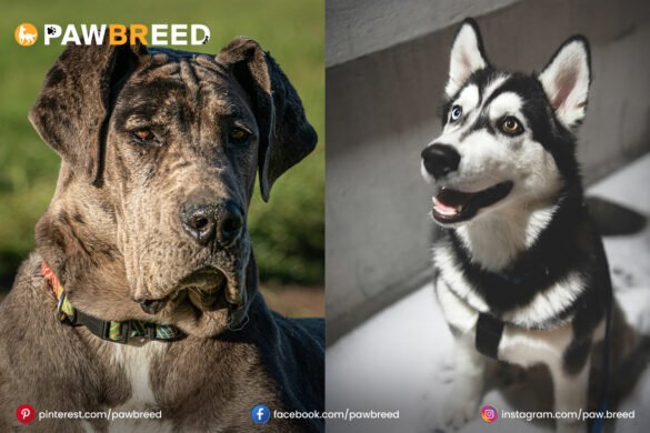 Great Dane Husky mix Great-Dane-Husky-mix