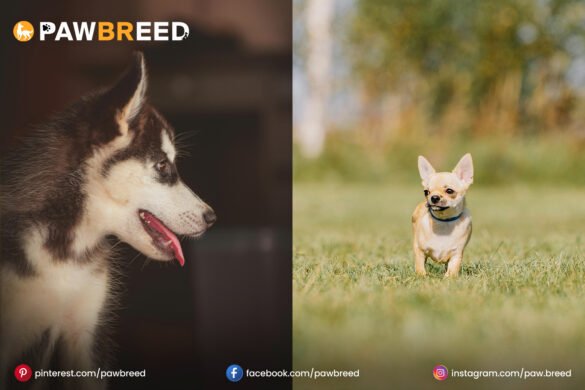 chihuahua husky dog chihuahua-husky-dog