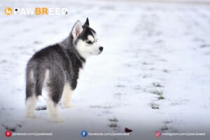 teacup-mini-husky