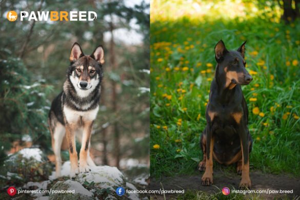 Doberman Pinscher mixed with Husky Doberman-Pinscher-mixed-with-Husky