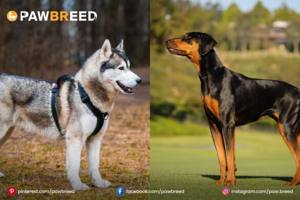 husky cross doberman husky-cross-doberman