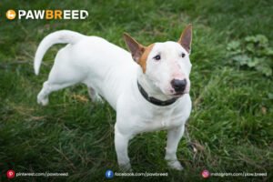 English-Bull-Terrier-Mix