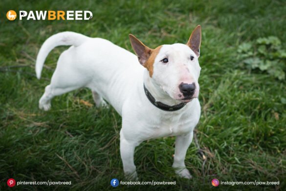 English Bull Terrier Mix English-Bull-Terrier-Mix