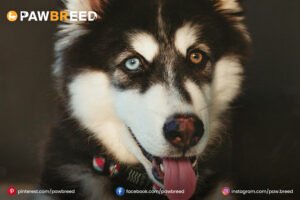 Black-Agouti-Husky