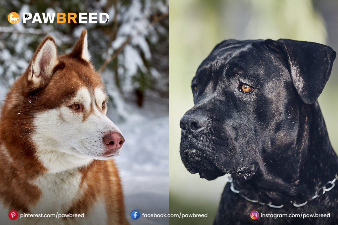 Husky Cane Corso mix Husky Cane Corso mix