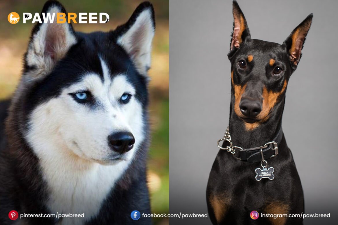 Doberman-mix-with-Husky