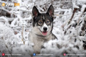 Husky-Agouti