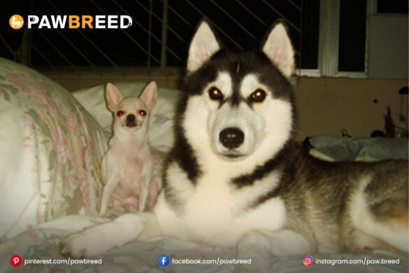 Husky and Chihuahua mix Husky-and-Chihuahua-mix