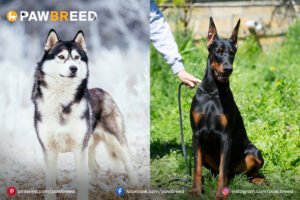 husky-cross-doberman