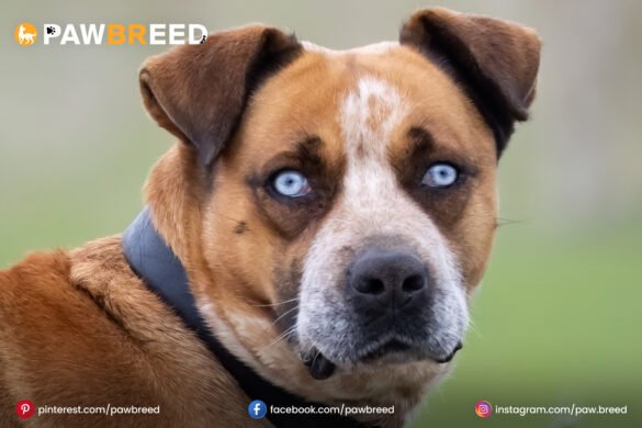 Boxer mixed with Husky Boxer-mixed-with-Husky