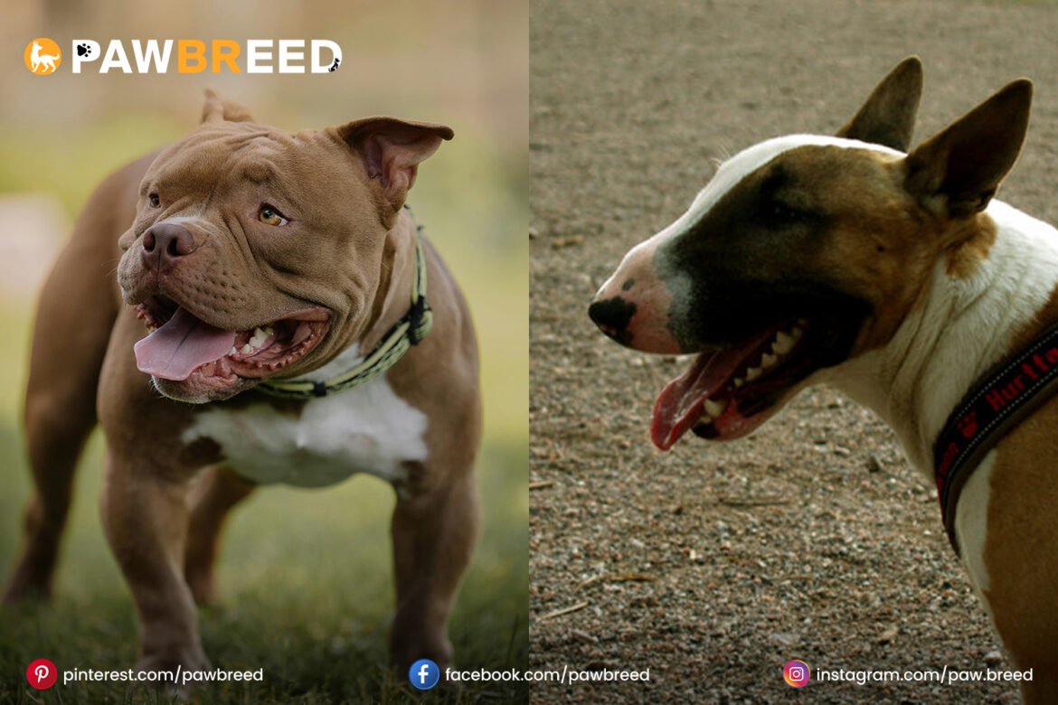 Bull-Terrier-Pitbull-Cross