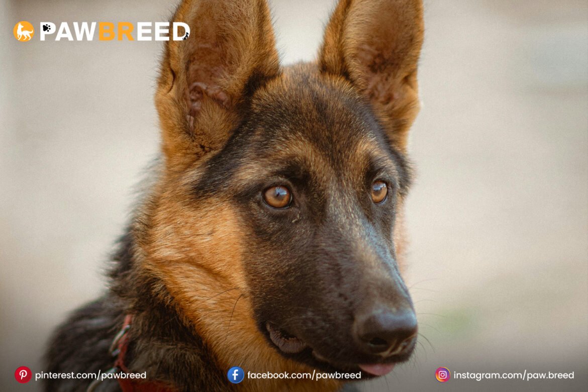 Sable German Shepherd Black-Sable-German-Shepherd