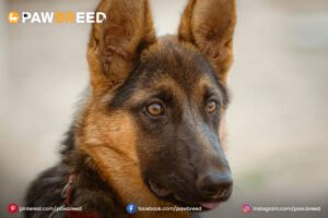 Black-Sable-German-Shepherd 