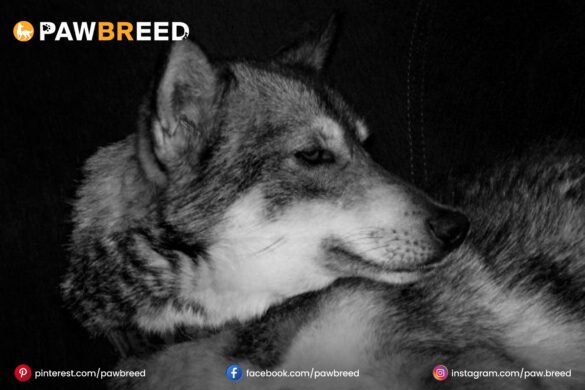 Black Agouti Husky Black-Agouti-Husky