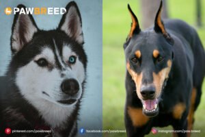 Doberman-mix-with-Husky