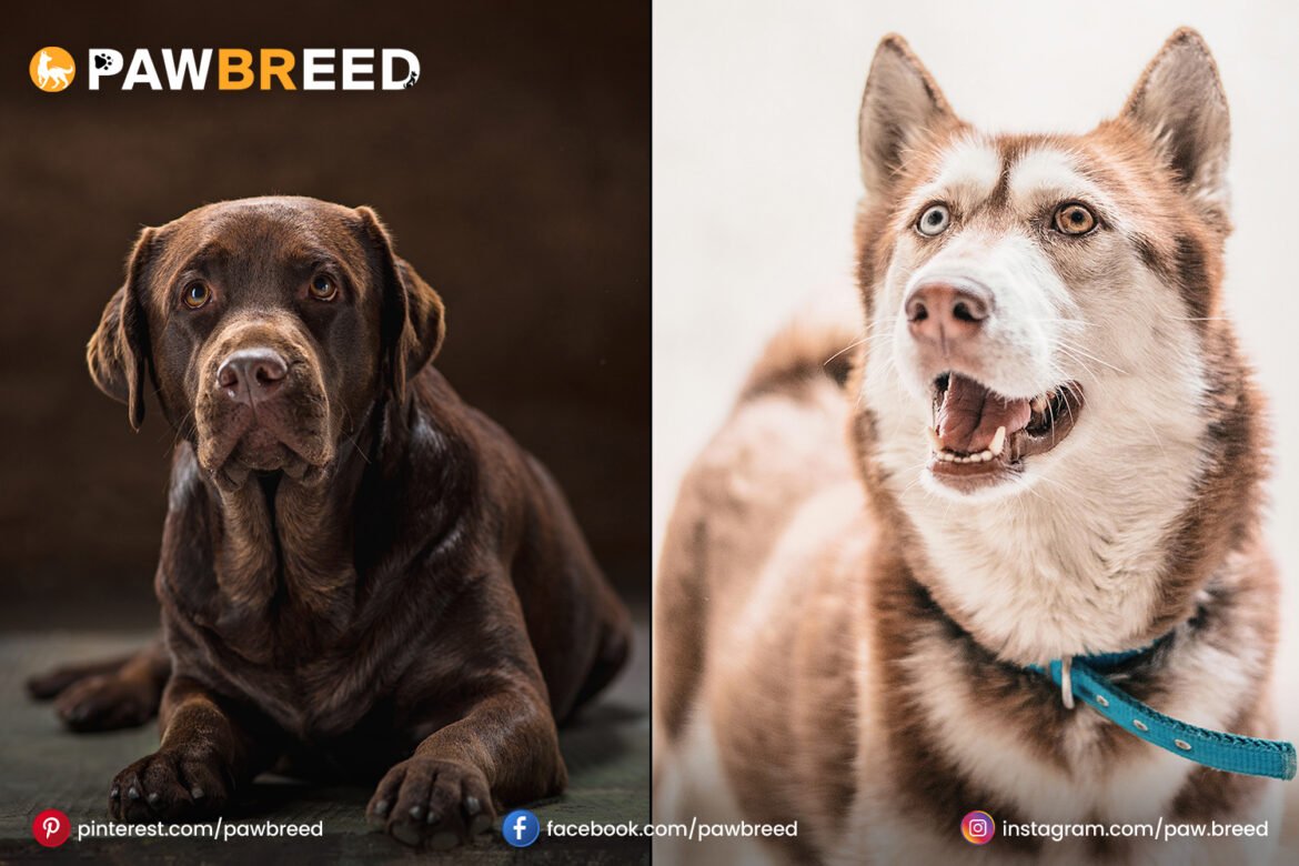 cane-corso-and-husky-mix