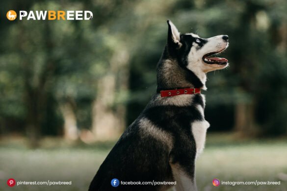 Great Dane and Husky mix Great-Dane-and-Husky-mix