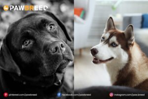 Husky-Cane-Corso-mix 