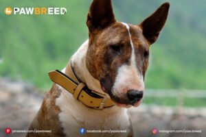 English-Bull-Terrier-Mix