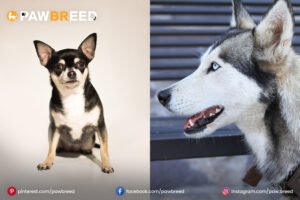 Husky-ross-Chihuahua
