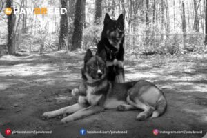 Black-Agouti-Husky