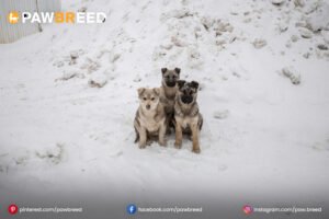 Husky-and-Boxer-mix-puppies