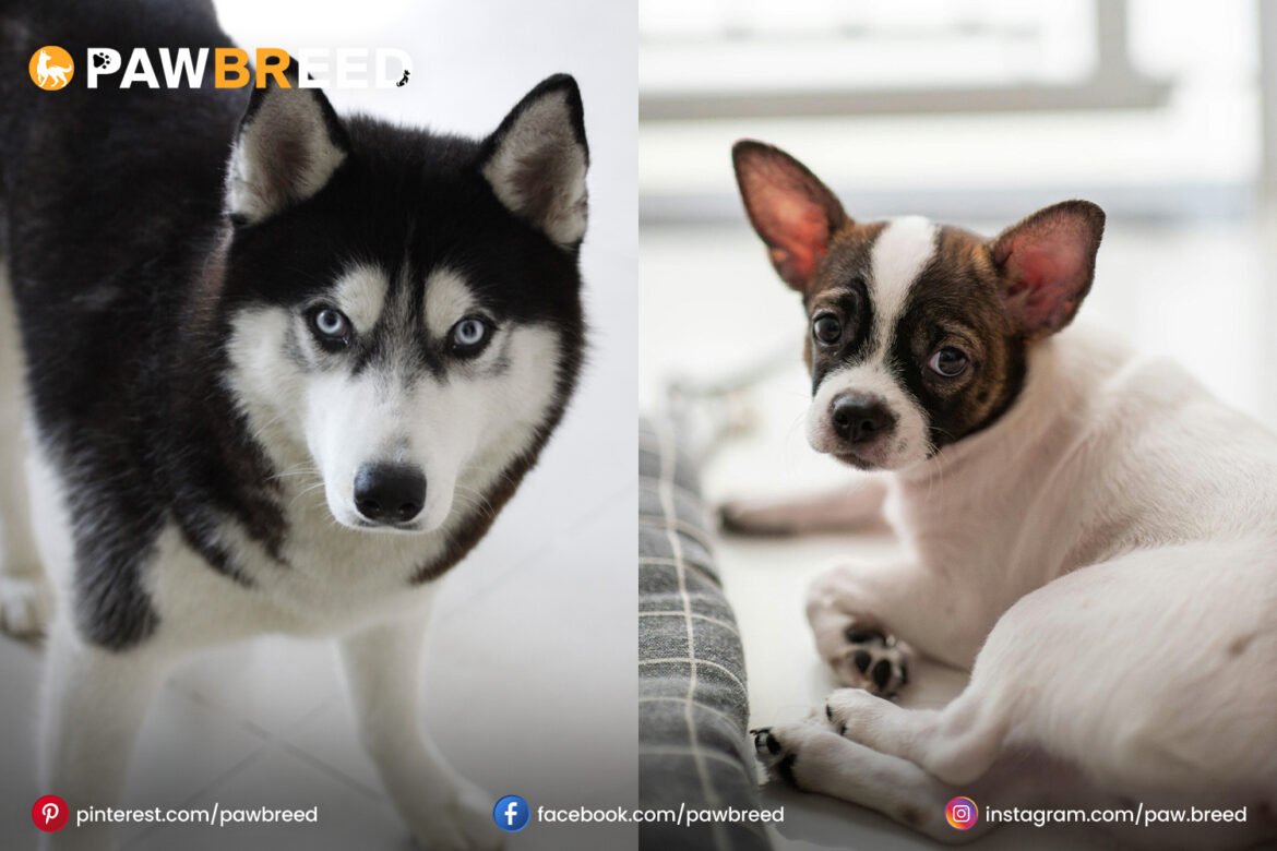 Siberian Husky Chihuahua mix Siberian-Husky-Chihuahua-mix