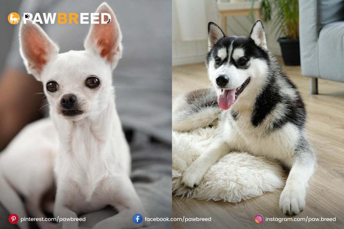 chihuahua and husky mix Chihuahua-and-Husky-mix