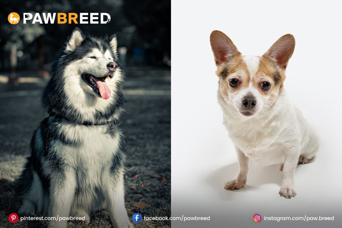 Husky-Chihuahua-mixed-dog