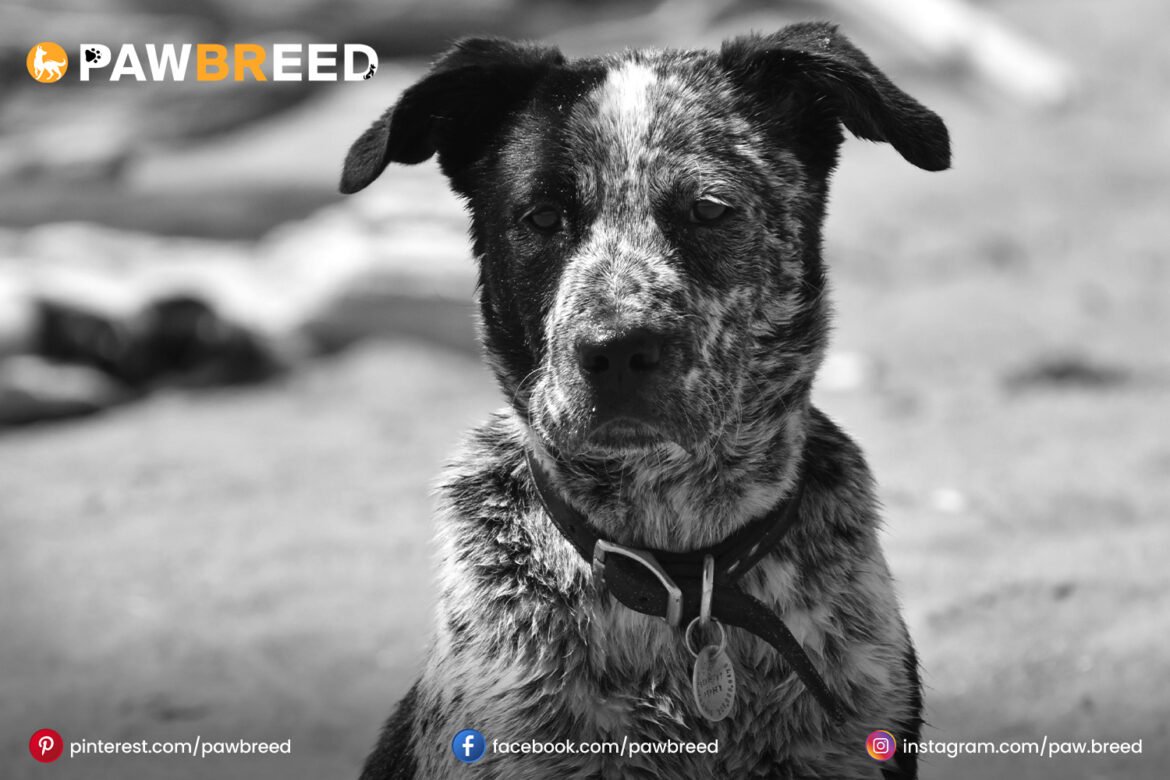 Cattle Dog Lab Mix Cattle Dog Lab Mix