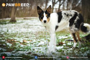 Australian Cattle Dog Border Collie Mix