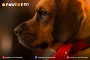 Beagle Mix Dogs