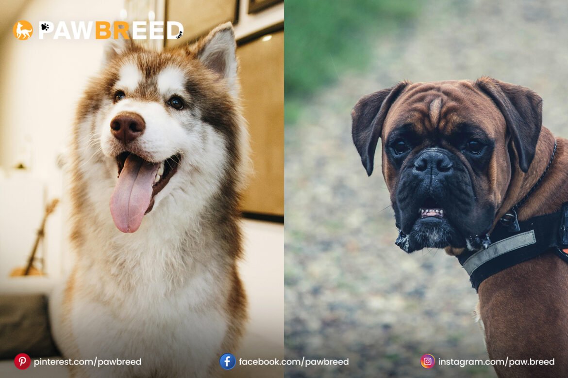 Boxer and Husky Mix Dogs Boxer and Husky Mix Dogs
