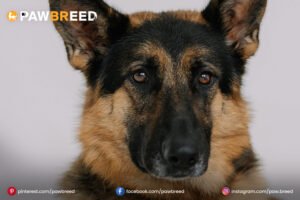 German-Shepherd-Dog