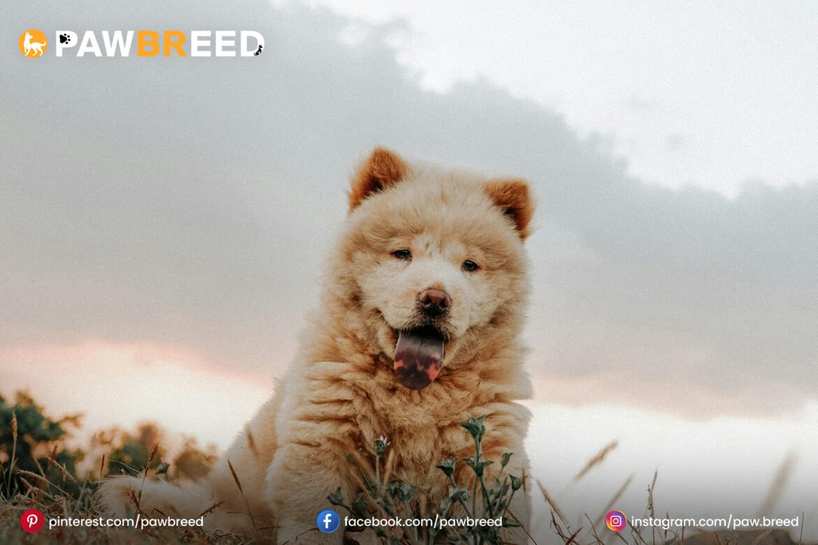 Chow Chow Mix Dog Chow Chow Mix Dog
