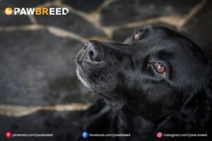 Black Lab Cattle Dog Mix