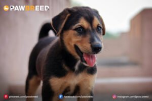 Beagle Weiner Dog Mix 