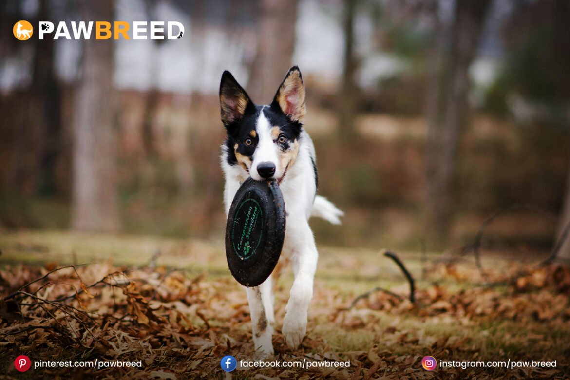 border collie cattle dog mix border collie cattle dog mix