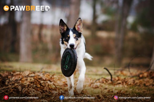 border collie cattle dog mix border collie cattle dog mix