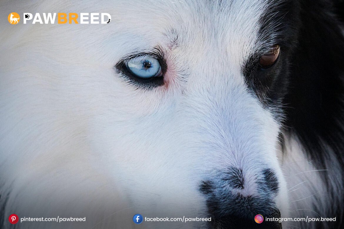 Australian Cattle Dog Border Collie Mix