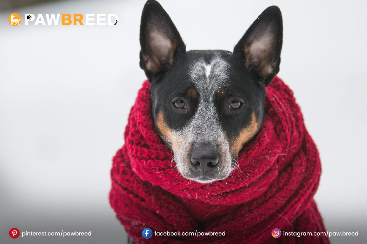Australian Cattle Dog mix Australian-Cattle-Dog-mix