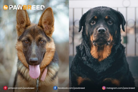 Rottweiler and German Shepherd mix dog Rottweiler and German Shepherd mix dog
