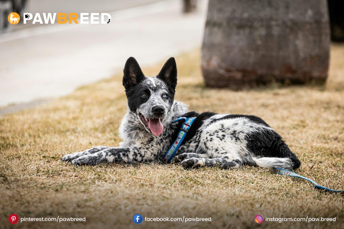 Cattle Dog Mix
