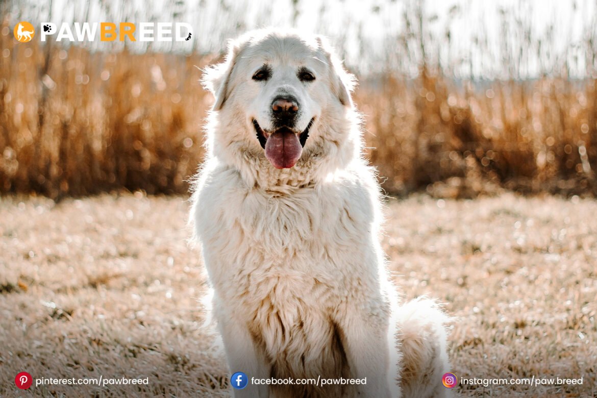 Pyrenees Mix Dog Pyrenees Mix Dog