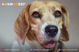 Beagle Mix Dogs
